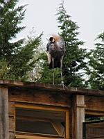 Grue royale, Balearica regulorum (Photo F. Mrugala) (8)